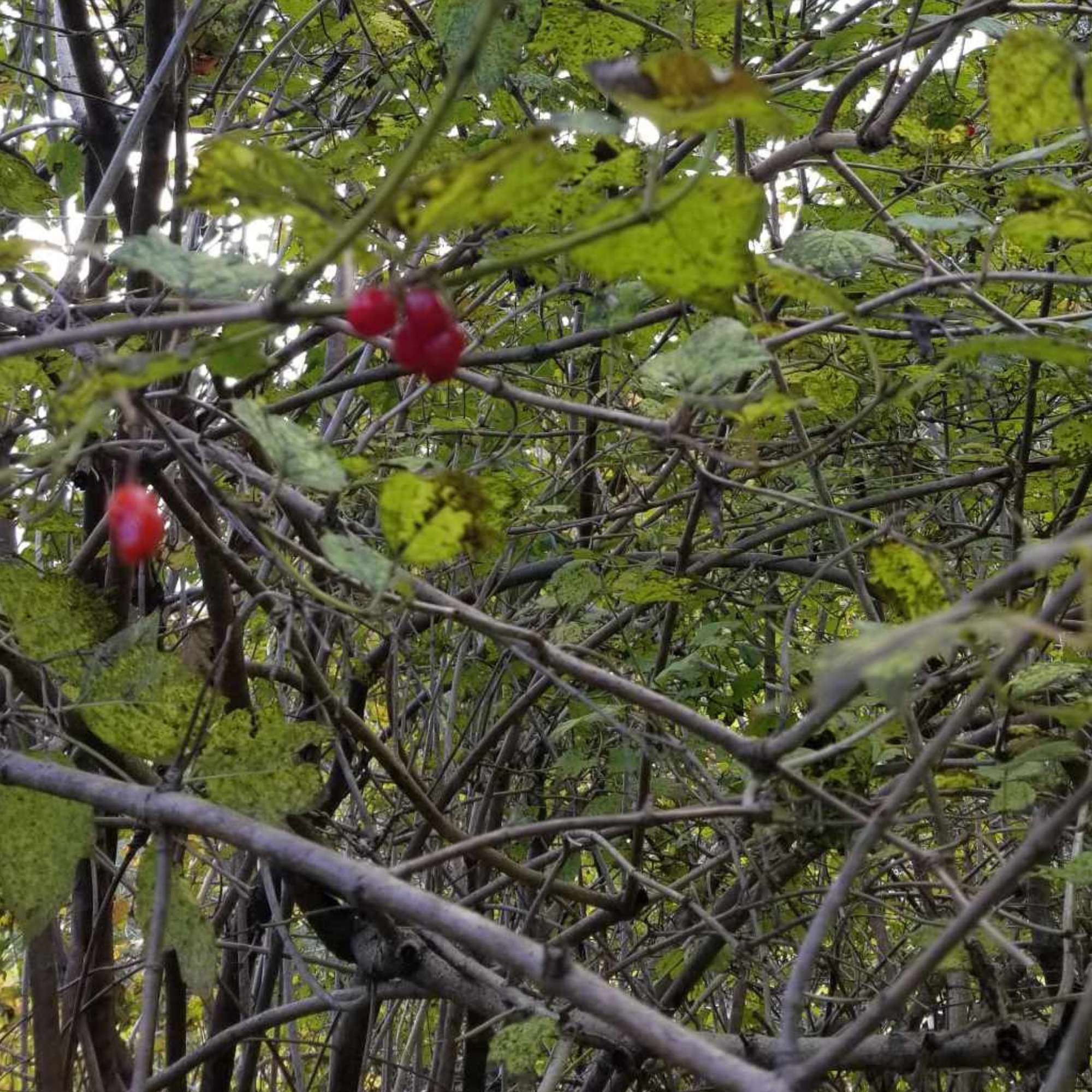 American Highbush Cranberry — photo 4