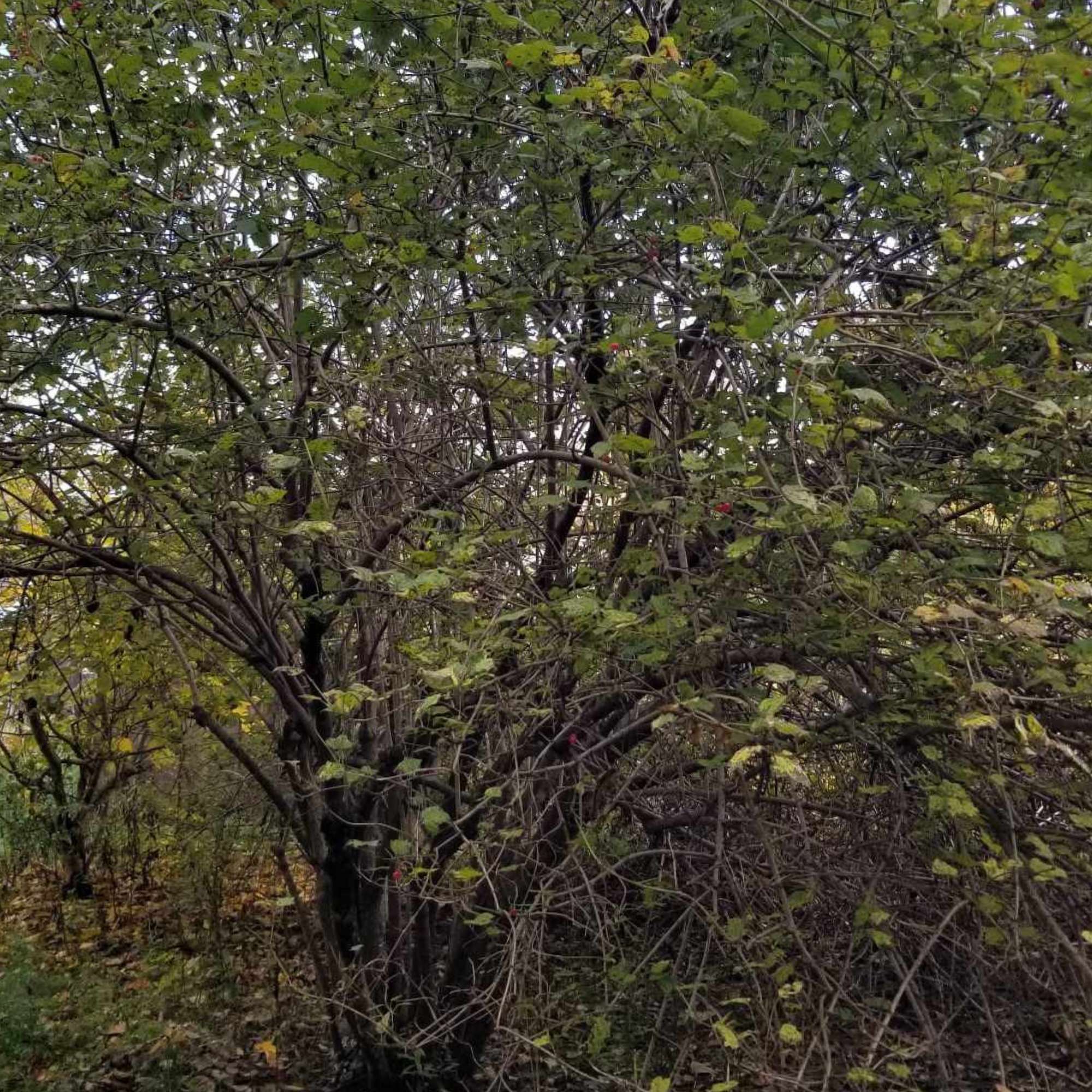 American Highbush Cranberry — photo 5