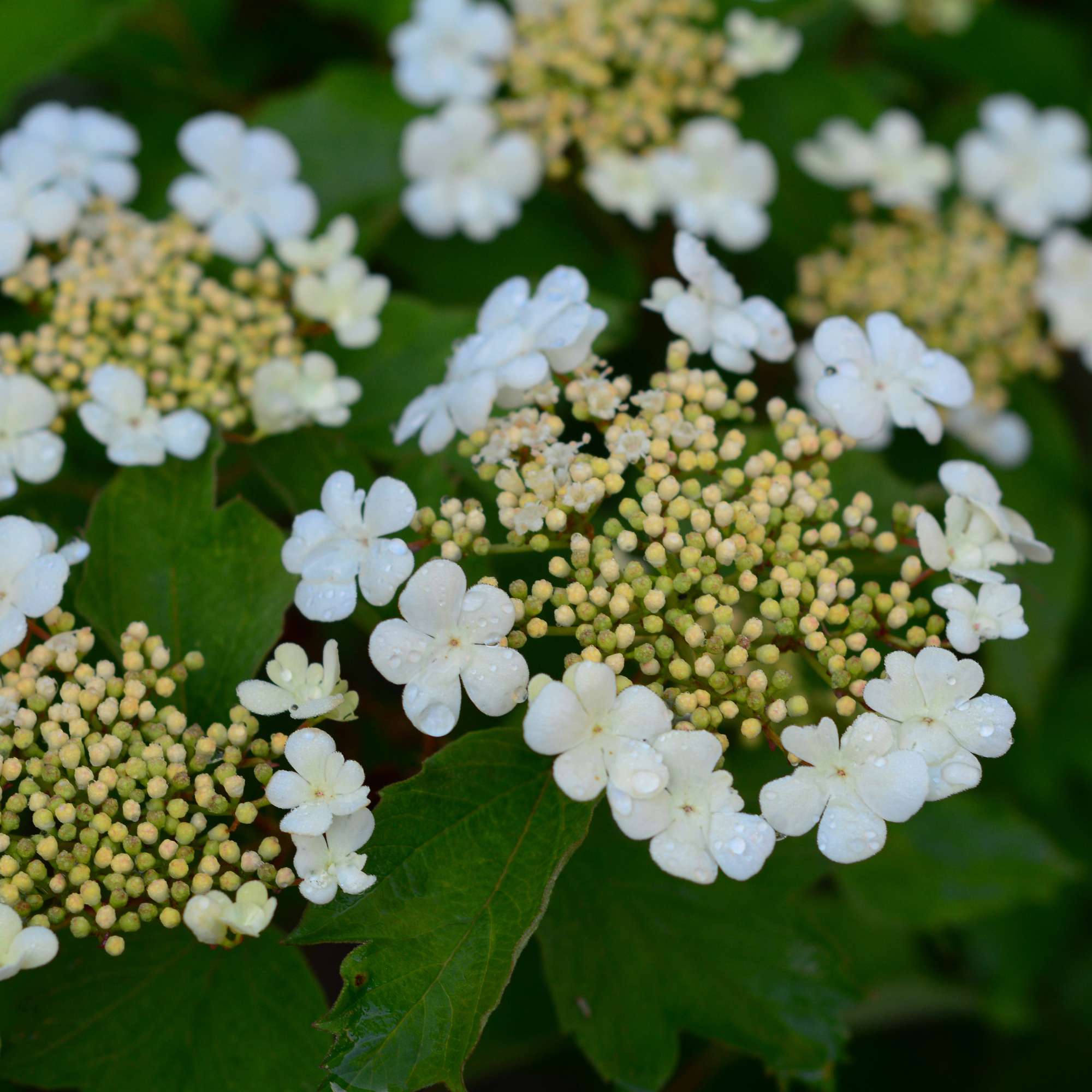 American Highbush Cranberry — photo 6