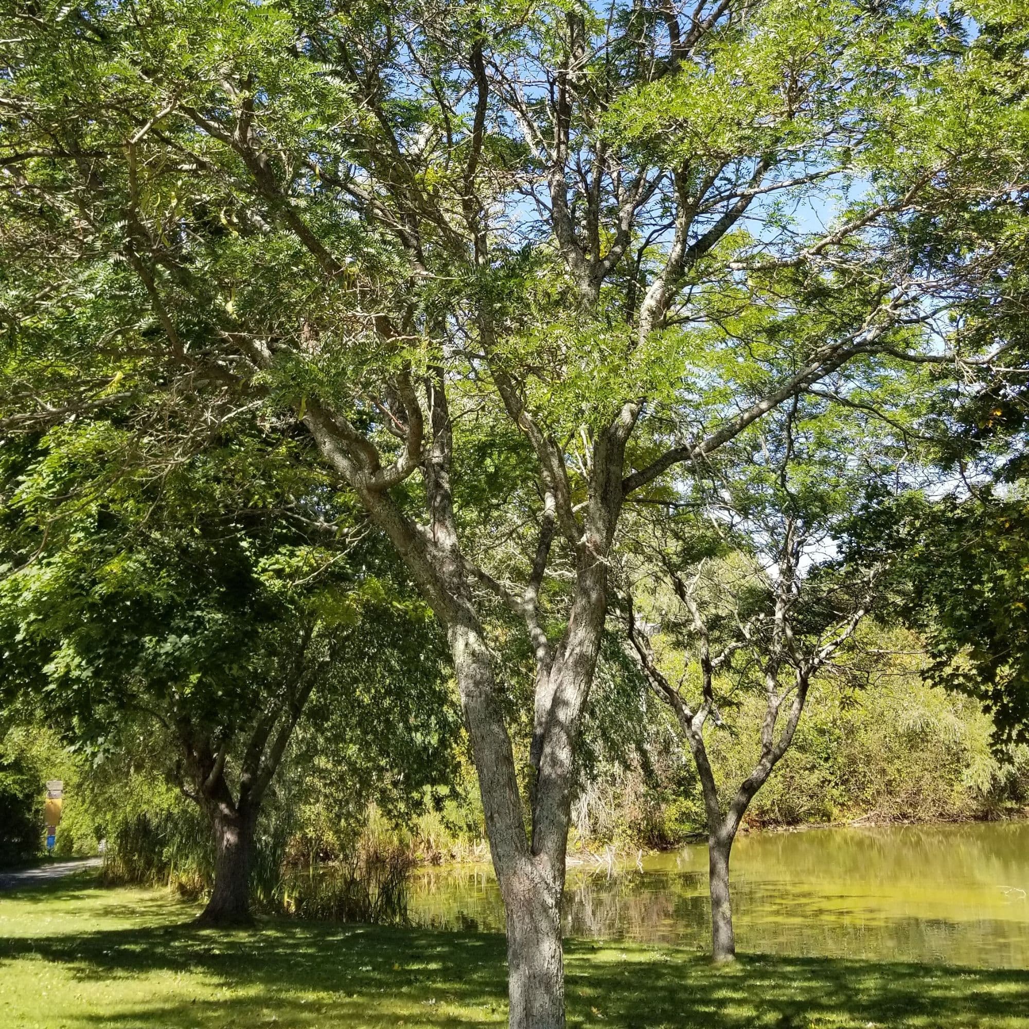 Honey Locust Tree