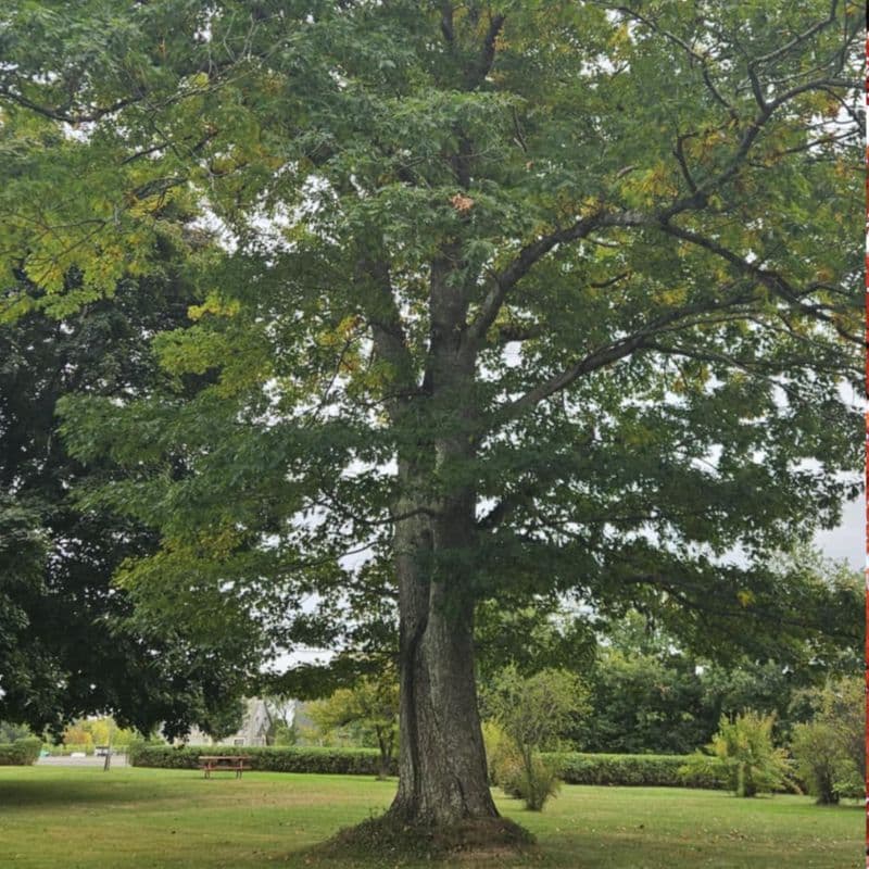 Northern Red Oak