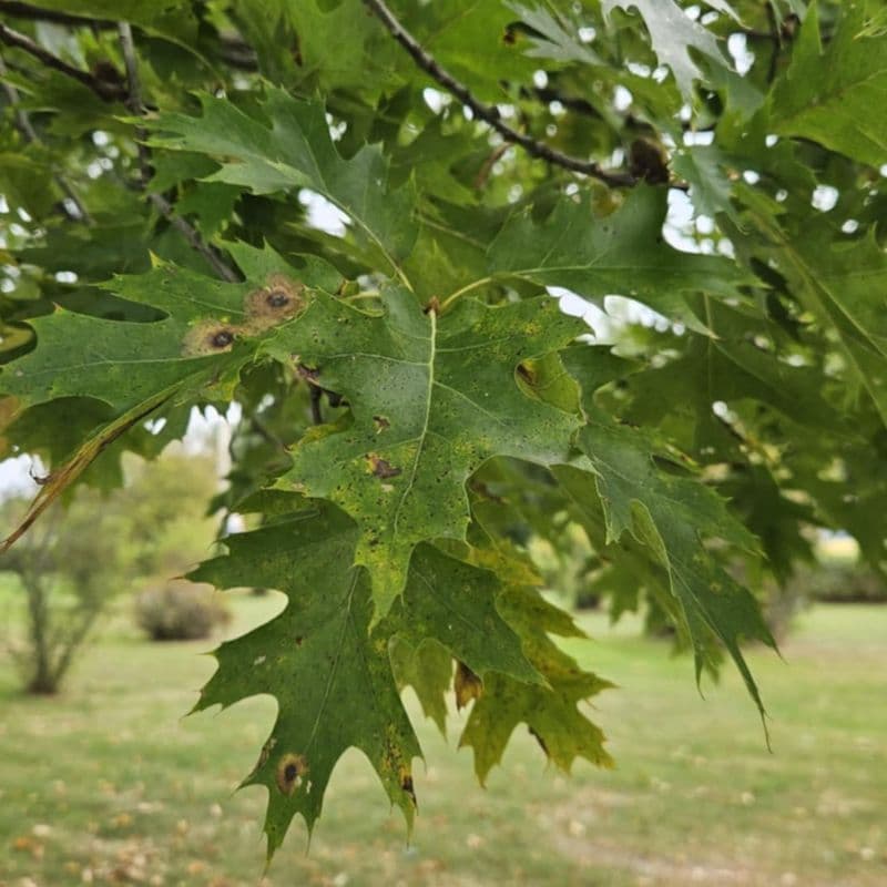 Northern Red Oak — photo 4