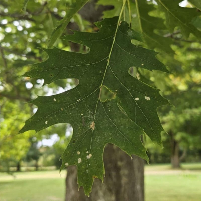Northern Red Oak — photo 5