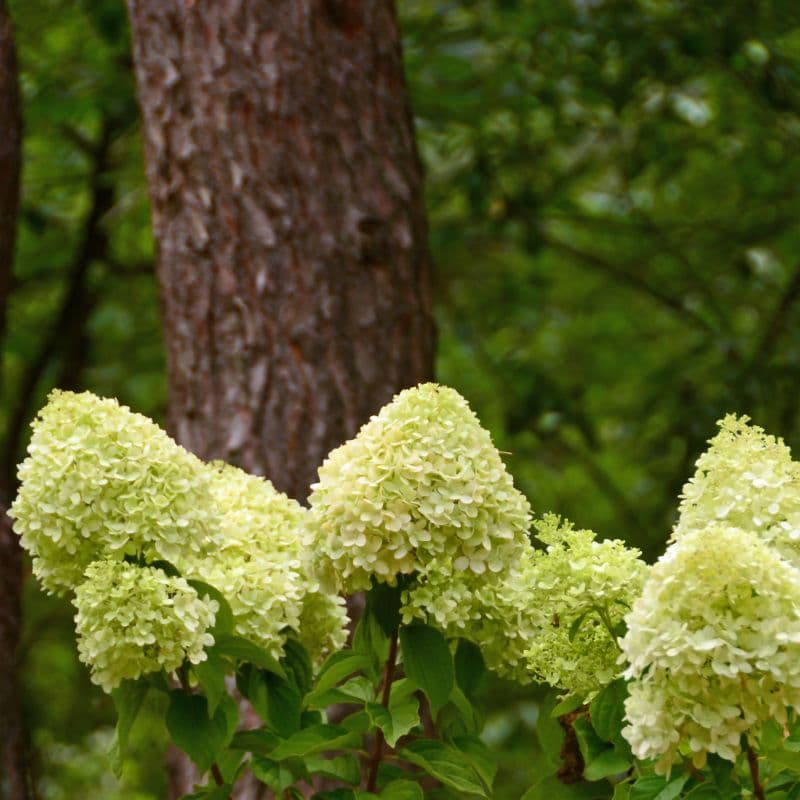 Panicle Hydrangea