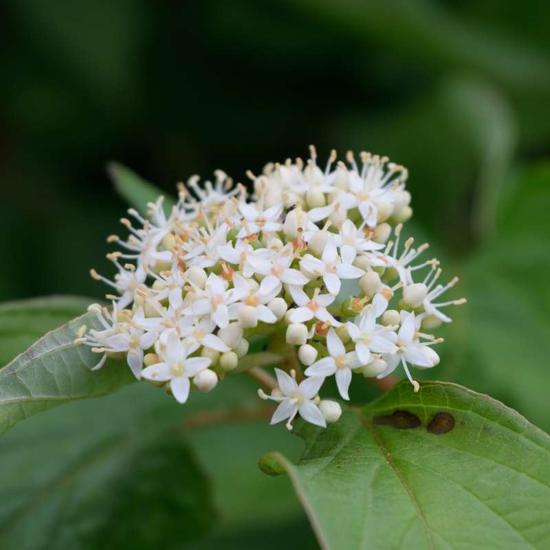 Red Osier Dogwood — photo 2