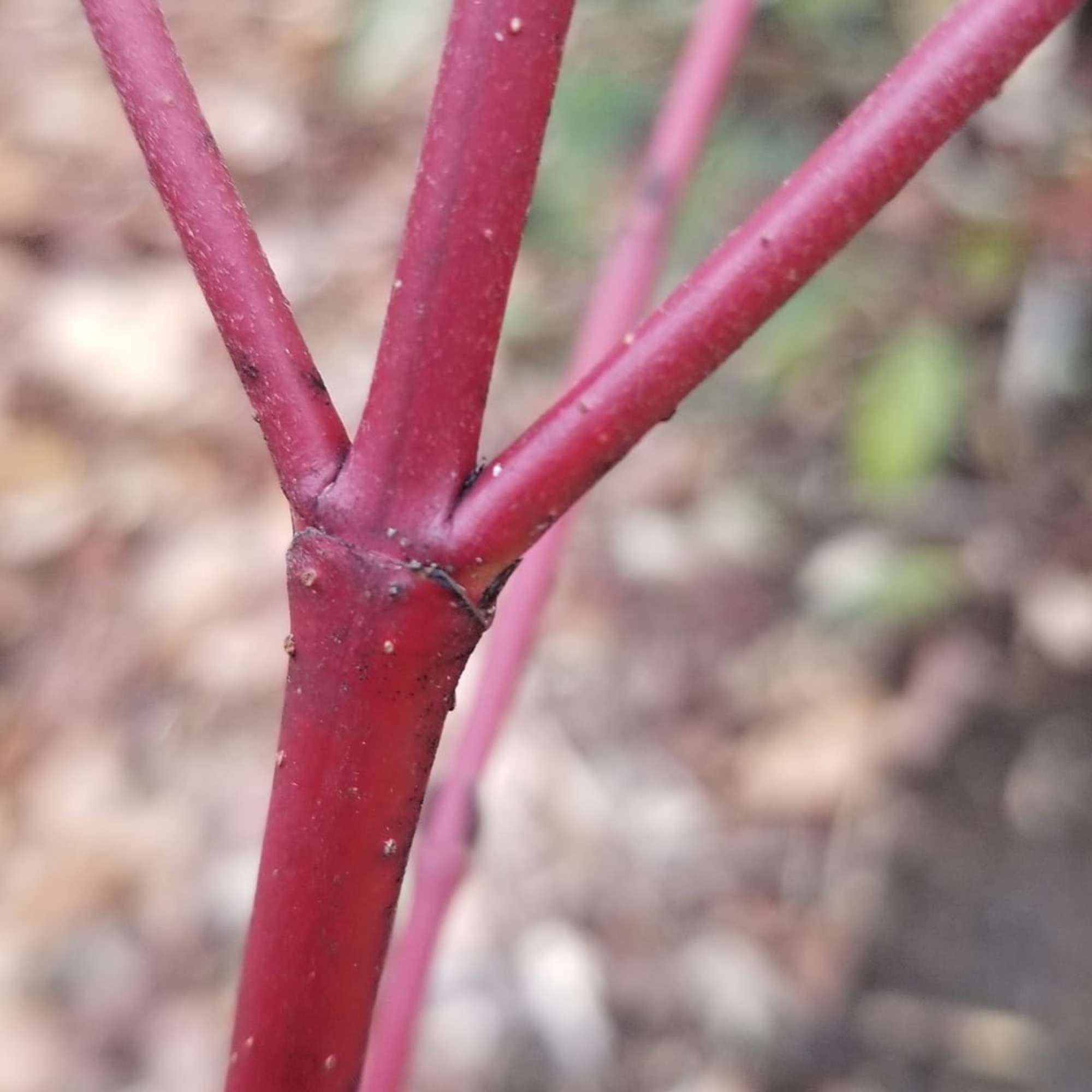 Red Osier Dogwood — photo 3