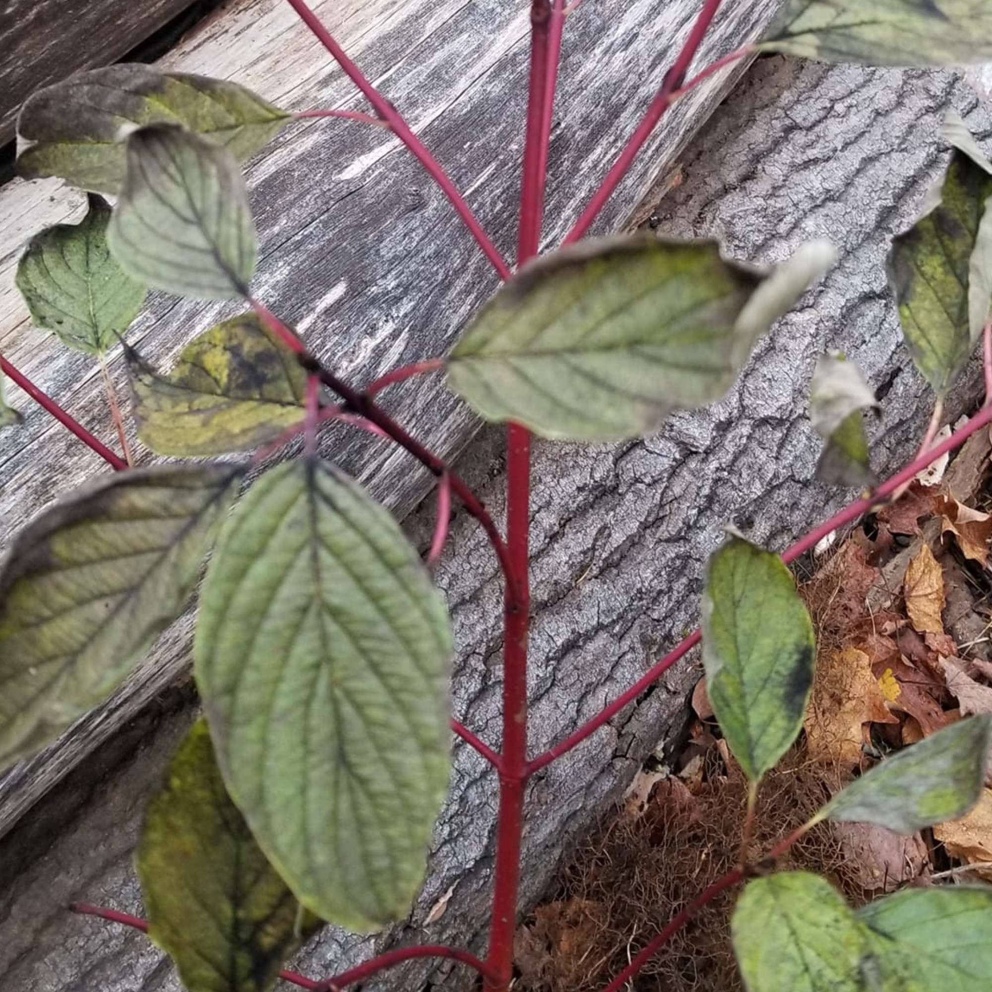 Red Osier Dogwood — photo 4
