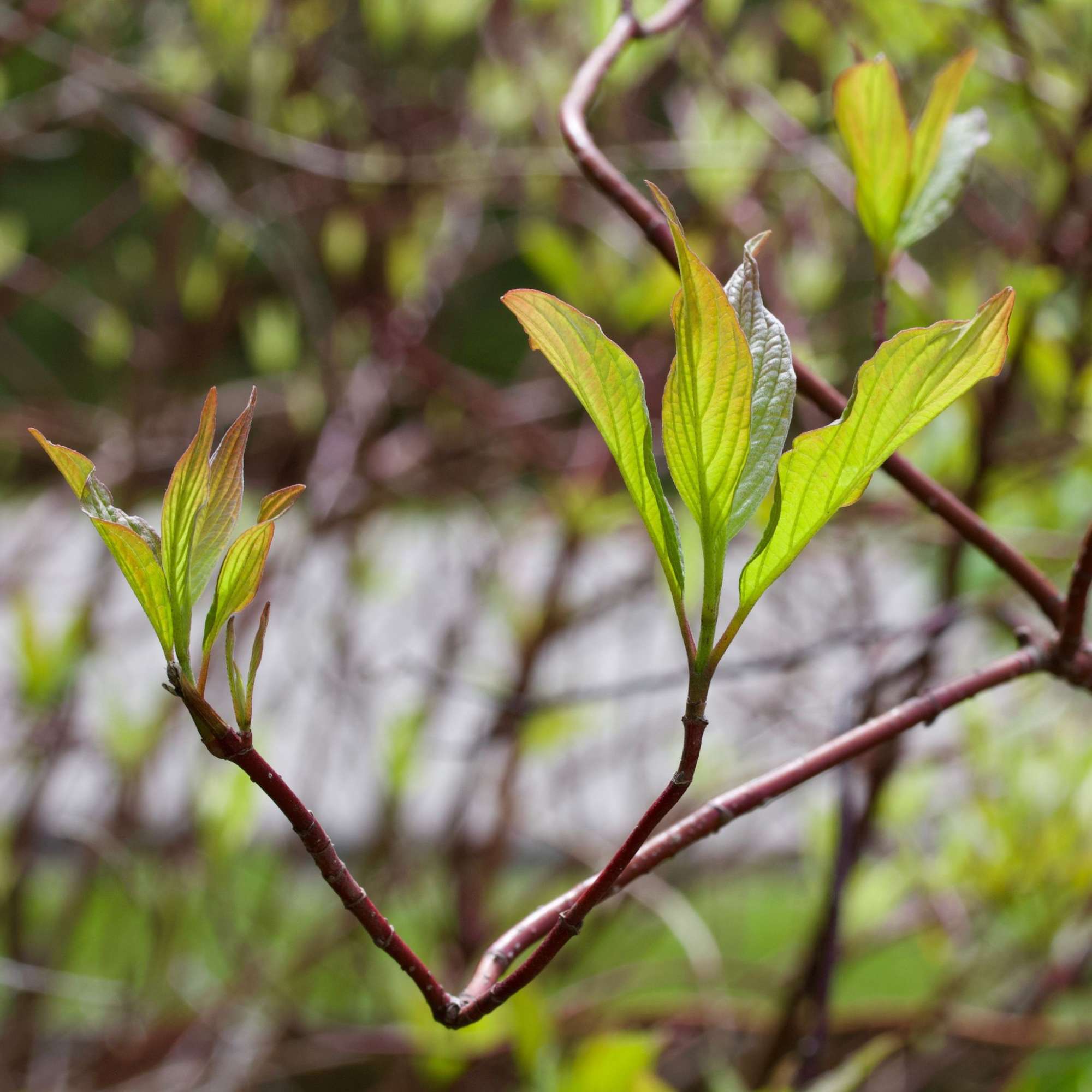 Red Osier Dogwood — photo 5