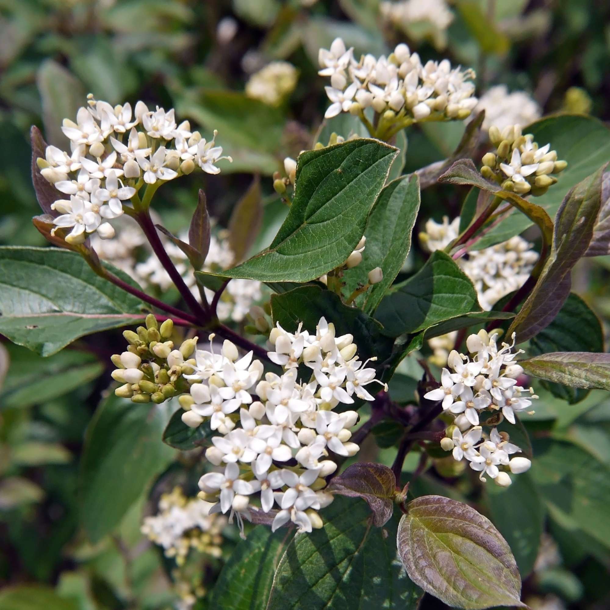 Red Osier Dogwood — photo 6