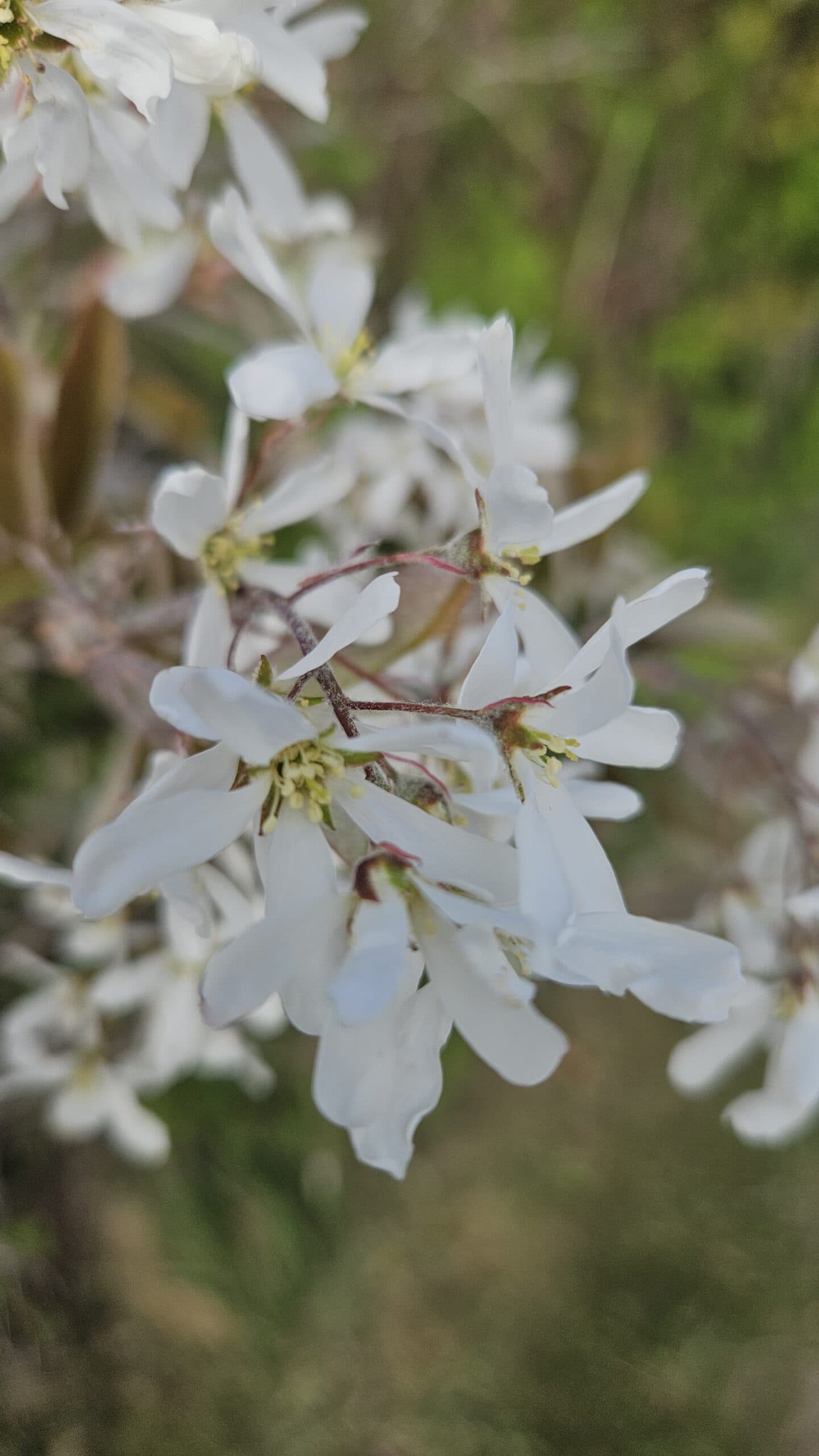 Serviceberry (Saskatoon) — photo 2