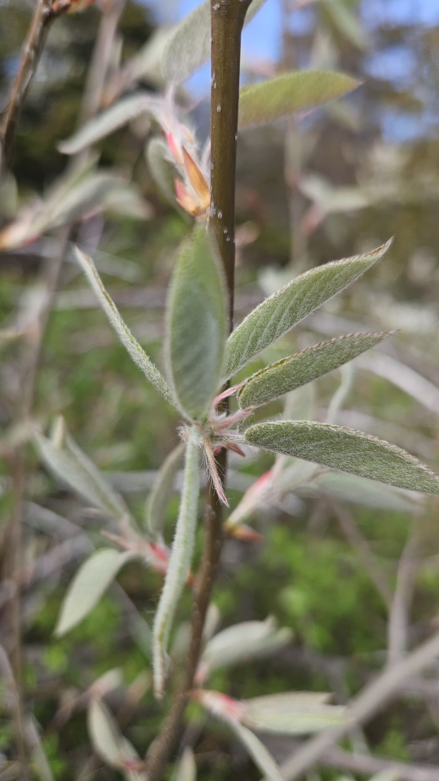 Serviceberry (Saskatoon) — photo 3