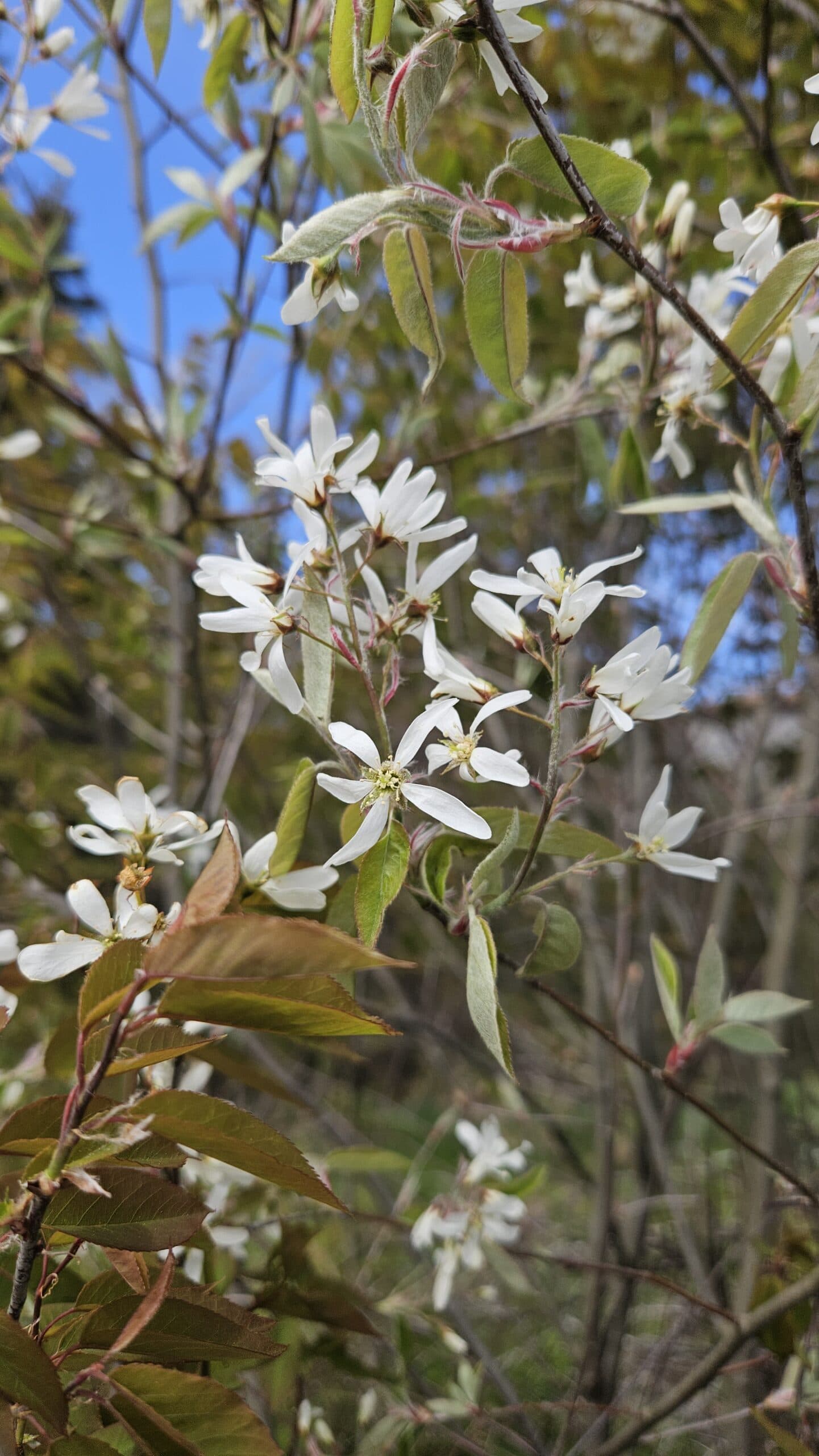Serviceberry (Saskatoon) — photo 4