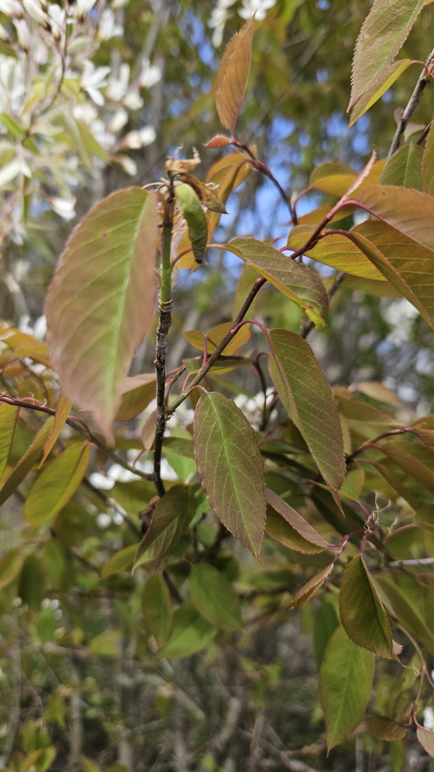Serviceberry (Saskatoon) — photo 5