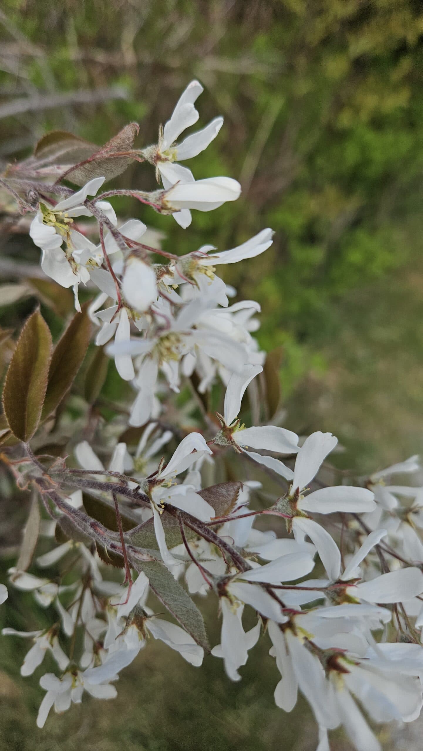 Serviceberry (Saskatoon) — photo 6