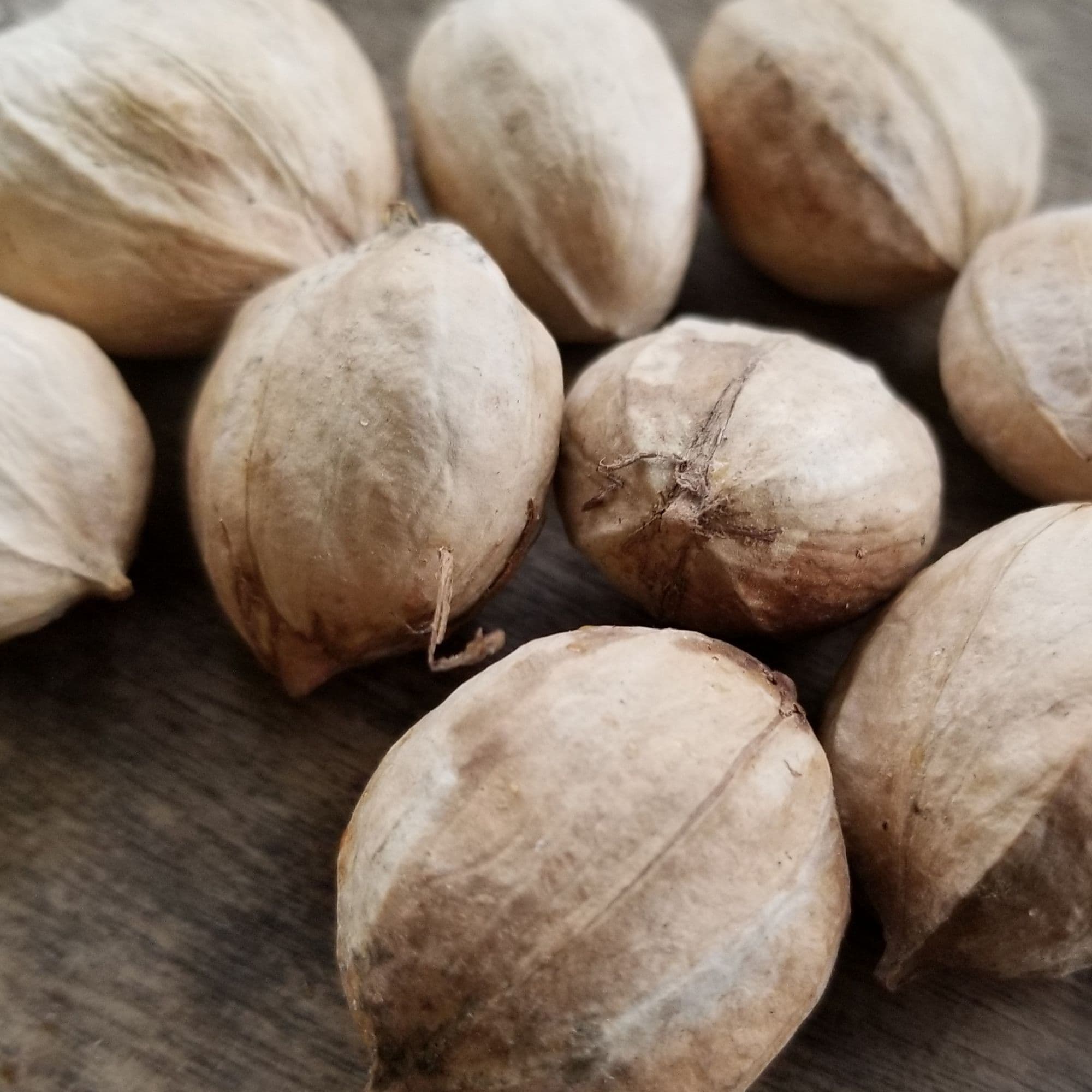 Shagbark Hickory — photo 2
