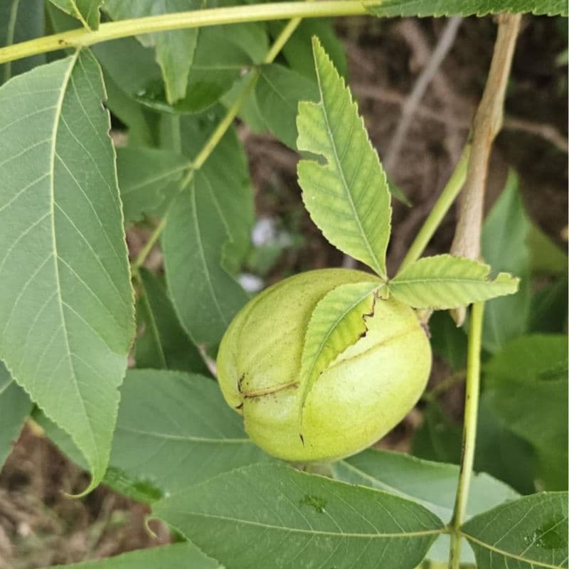 Shagbark Hickory — photo 3