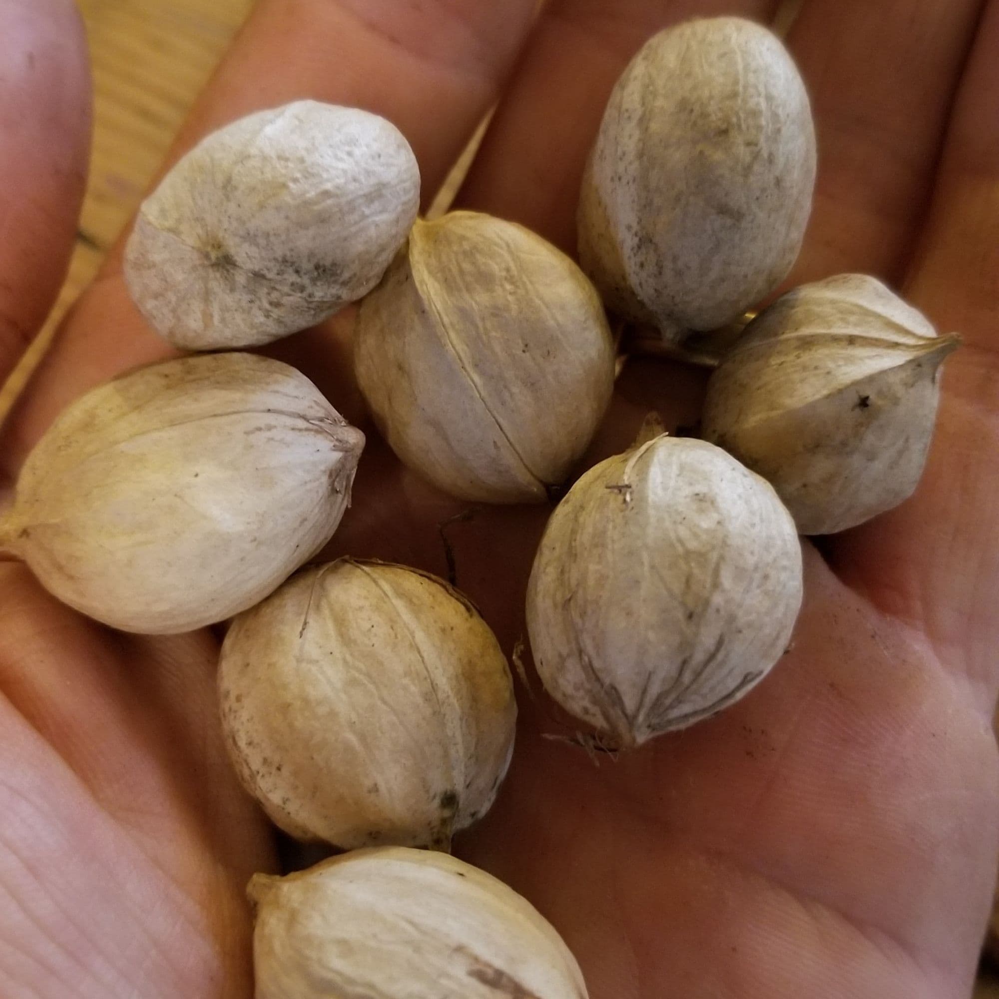 Shagbark Hickory — photo 4