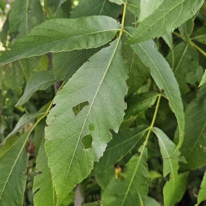 Shagbark Hickory — photo 5