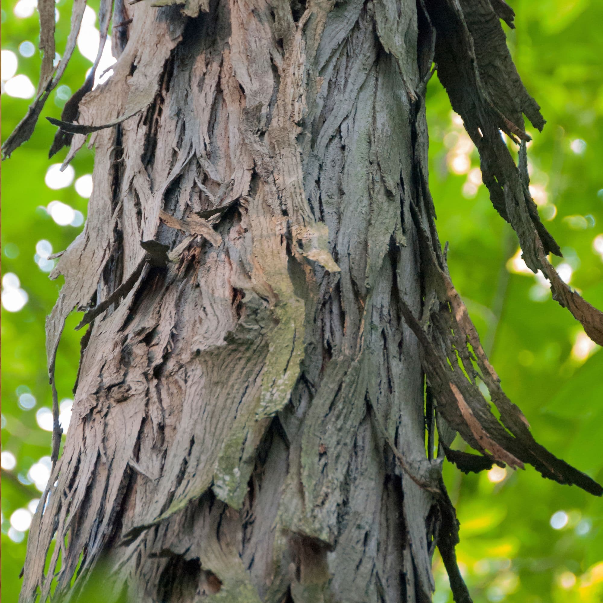 Shagbark Hickory — photo 6