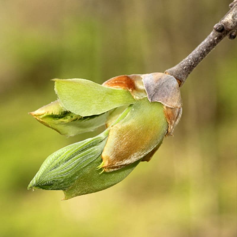 Shellbark Hickory — photo 2