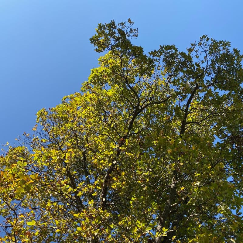 Shellbark Hickory — photo 4