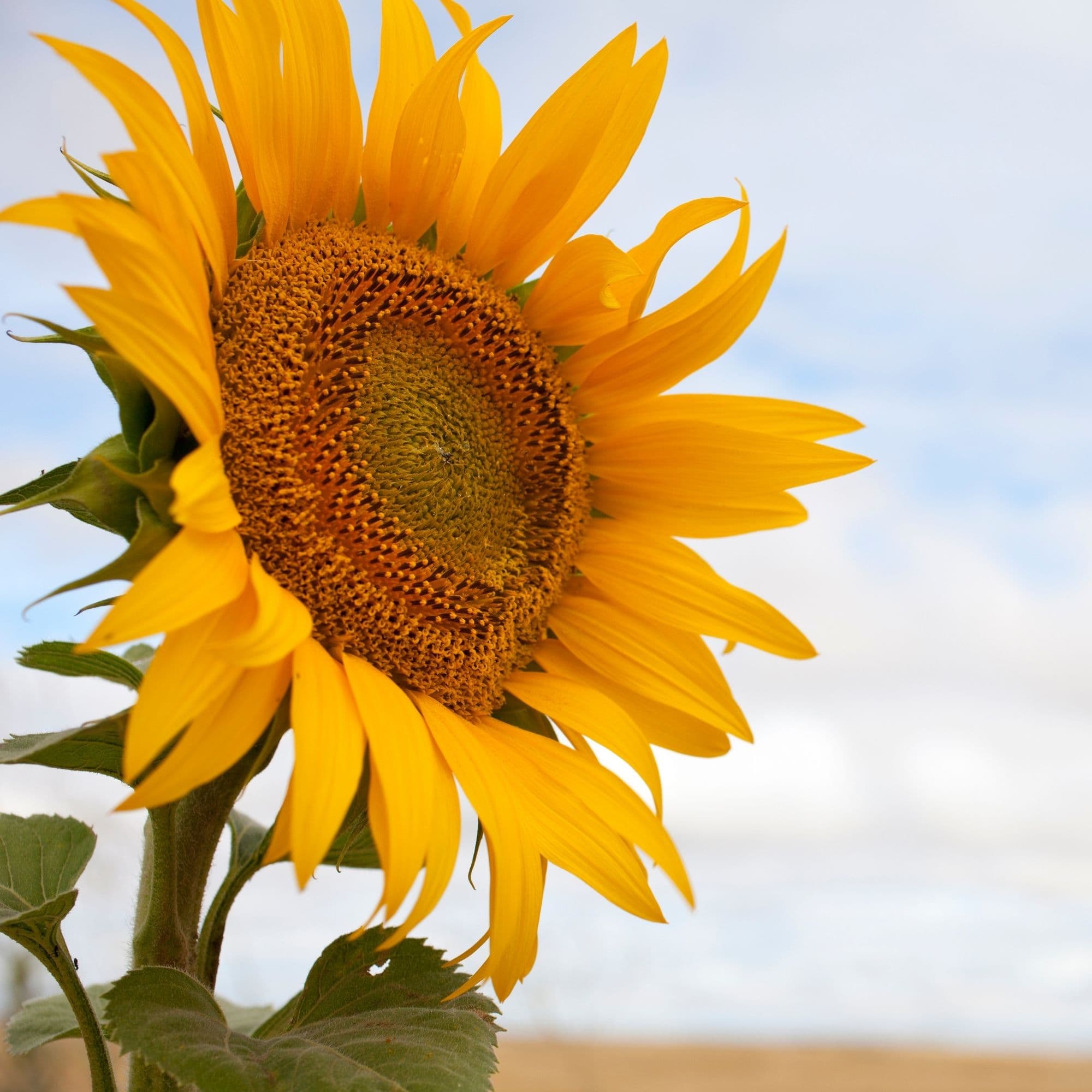 A bright sunflower in bloom