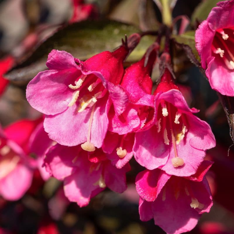 Weigela Plant